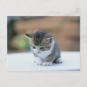 Cartão Postal Gatinho Gato