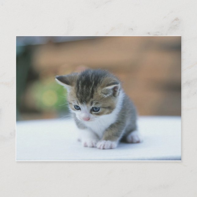 Cartão Postal Gatinho Gato (Frente)