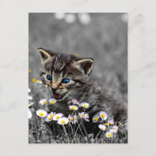 Cartão Postal Gatinho Gato Bonito Adorável