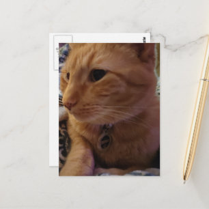 Cartão Postal Gatinho Gengibre Adorável e Sonolento