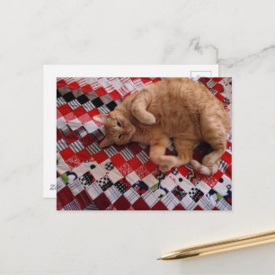 Cartão Postal Gatinho Gengibre Sonolento em uma colcha vermelha