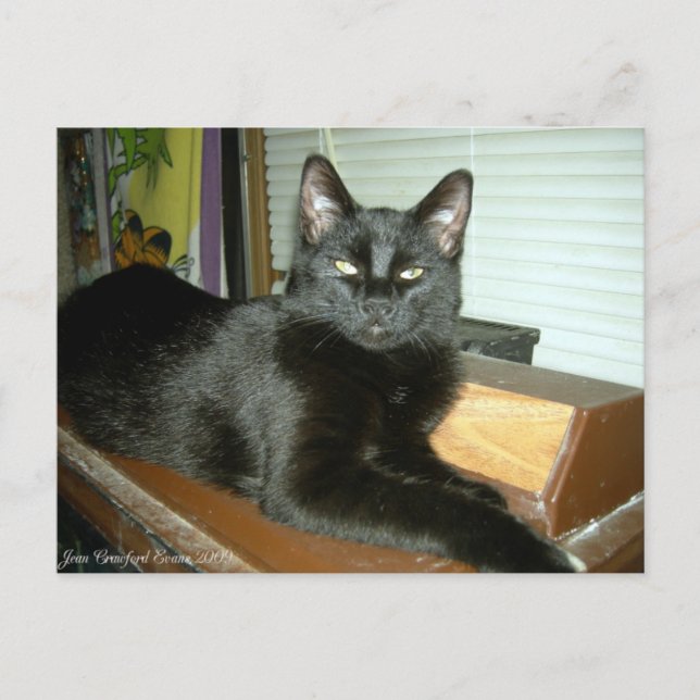 Cartão Postal Gatinho Imperial (Frente)