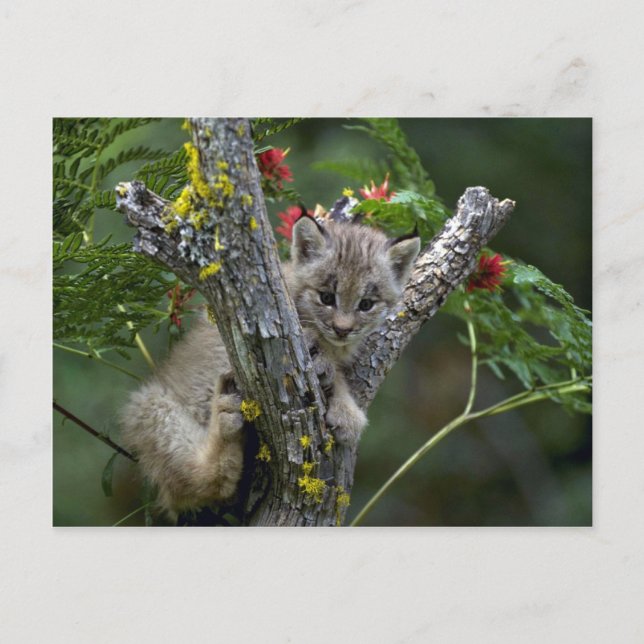 Cartão Postal Gatinho Lince-pequeno de Canadá (Frente)