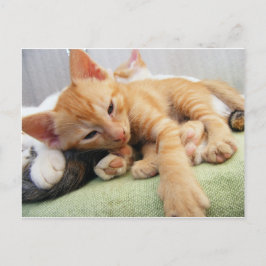 Cartão Postal Gatinho Listrado de Tigre Fofo