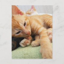 Gatinho Listrado de Tigre Fofo