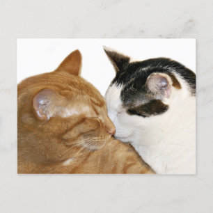 Cartão Postal Gatinho Love