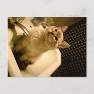 Cartão Postal gatinho misturado com siamês