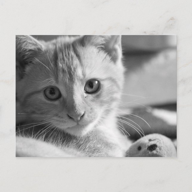 Cartão Postal Gatinho monocromático (Frente)