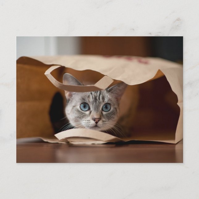 Cartão Postal Gatinho na Bolsa de compra (Frente)