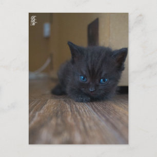 Cartão Postal Gatinho Preto