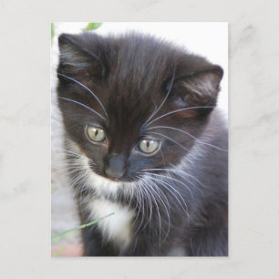 Cartão Postal Gatinho Preto e Branco
