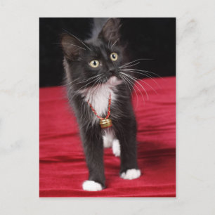 Cartão Postal Gatinho preto e branco de pelo curto, 2 meses e me