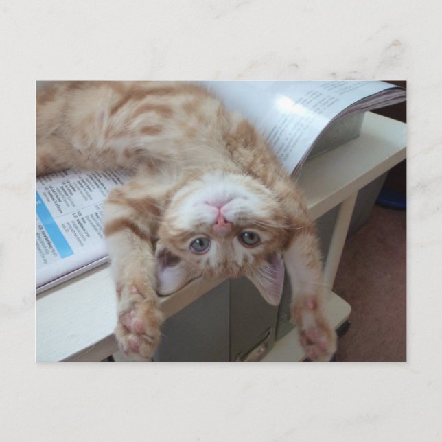 Cartão Postal Gatinho que relaxa (Frente)