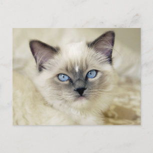 Cartão Postal gatinho Ragdoll