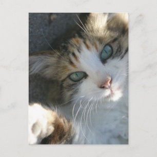 Cartão Postal Gatinho Reprodutor