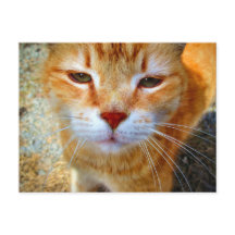 Gatinho Ruivo Fofo Gatinho Pequeno Amigável