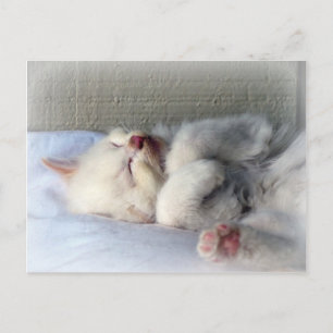 Cartão Postal Gatinho Sonolento