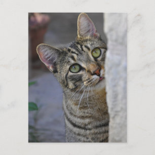 Cartão Postal Gatinho triste (gato bengal)