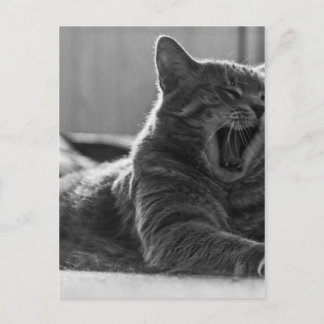 Cartão Postal Gatinho Yawning