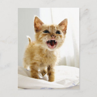 Cartão Postal Gatinho Zangado