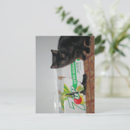 Cartão Postal Gatinhos