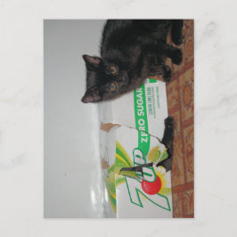 Cartão Postal Gatinhos