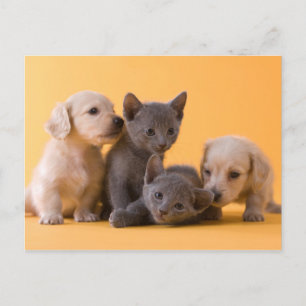 Cartão Postal Gatinhos Azuis Russos e Puppies Dachshund