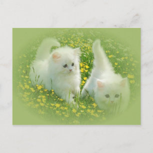 Cartão Postal gatinhos brancos e flores verdes
