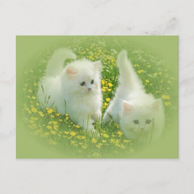 Cartão Postal gatinhos brancos e flores verdes (Frente)