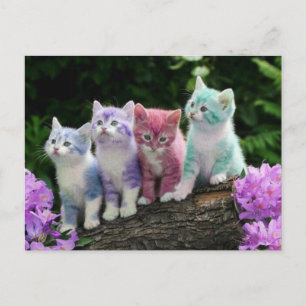 Cartão Postal gatinhos conheceram kleur