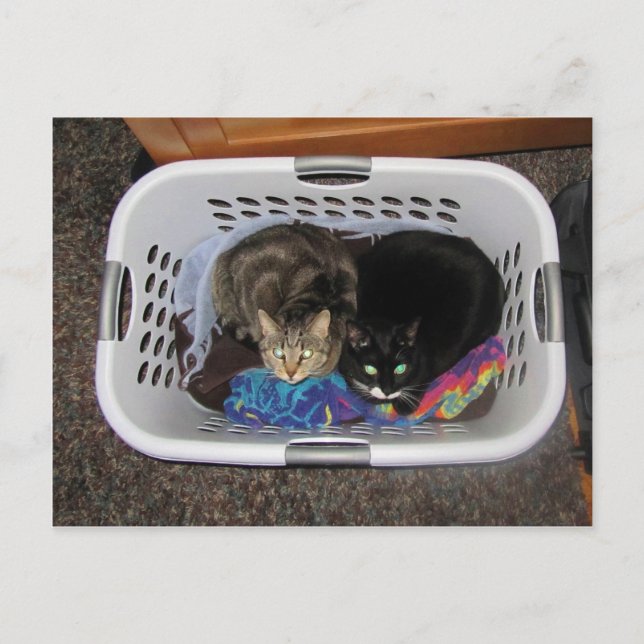 Cartão Postal Gatinhos de soquete (Frente)