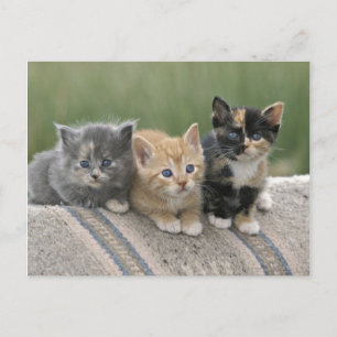 Cartão Postal Gatinhos do Celeiro em uma Manta de Cavalo