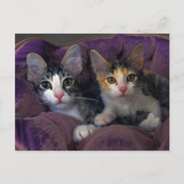 Cartão Postal Gatinhos em uma Cama Roxa (Frente)