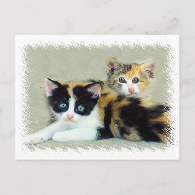 Cartão Postal Gatinhos Engraçados (Frente)