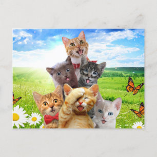 Cartão Postal Gatinhos engraçados em campo verde.