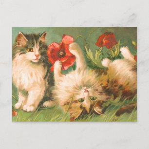 Cartão Postal Gatinhos no Cartão-Postal