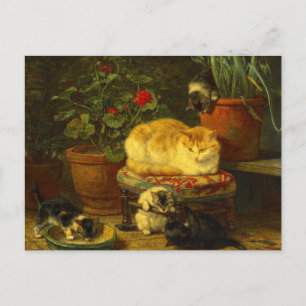Cartão Postal Gatinhos no Play