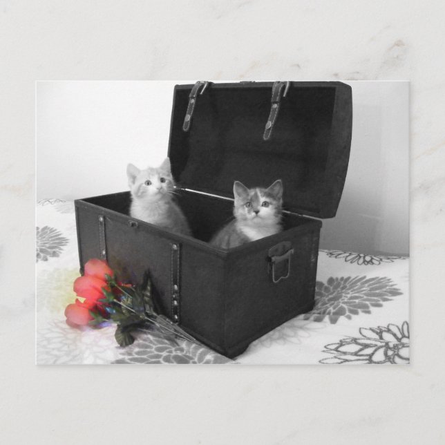 Cartão Postal gatinhos no porta-malas com flores (Frente)