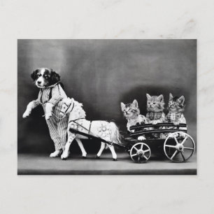 Cartão Postal Gatinhos numa Carruagem