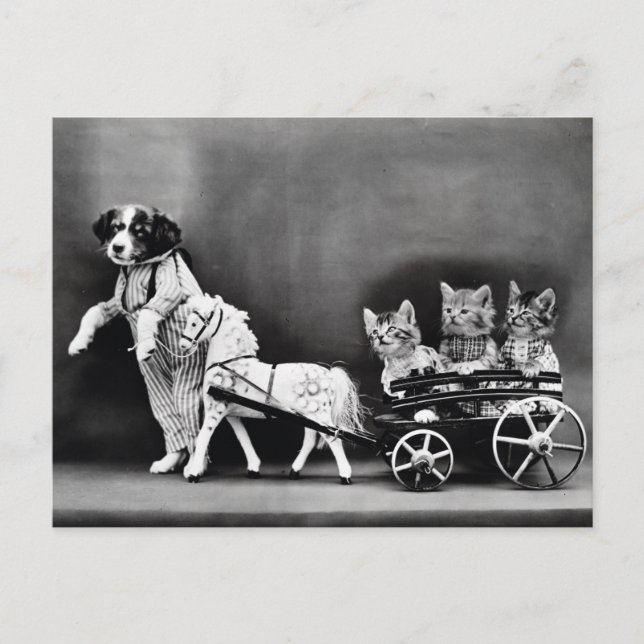 Cartão Postal Gatinhos numa Carruagem (Frente)