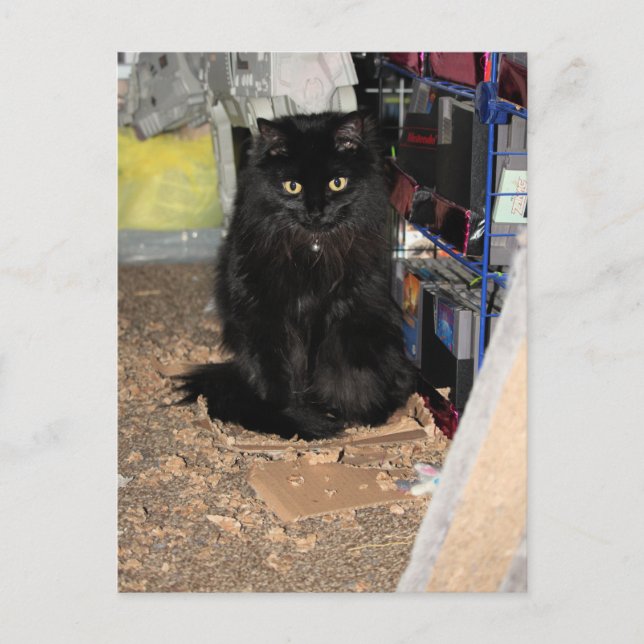 Cartão Postal Gato (Frente)