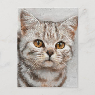 Cartão Postal gato