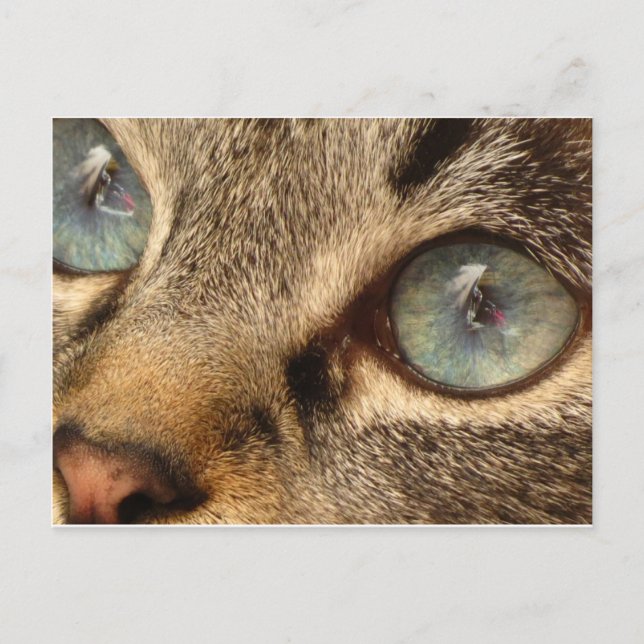 Cartão Postal gato (Frente)