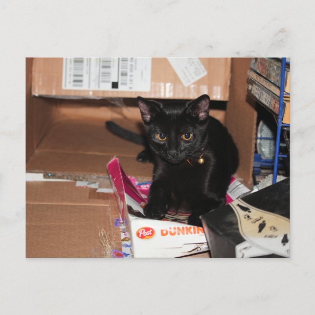 Cartão Postal Gato (Frente)