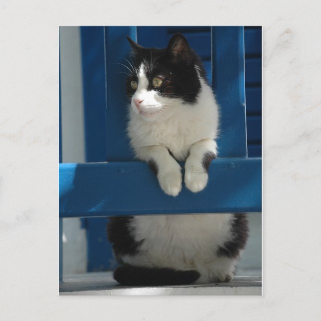 Cartão Postal Gato (Frente)