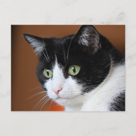 Cartão Postal Gato