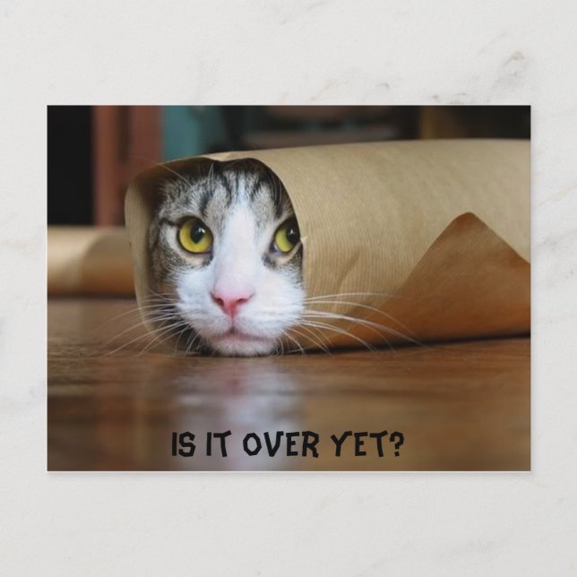 Cartão Postal Gato (Frente)