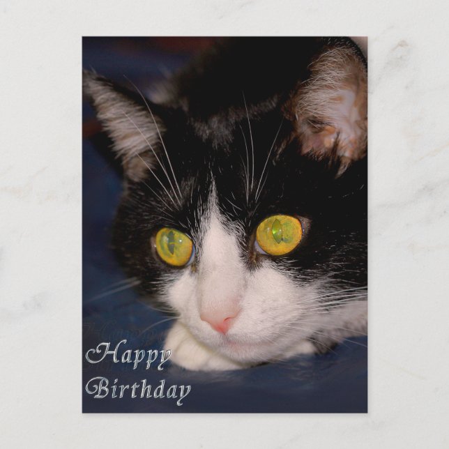 Cartão Postal Gato (Frente)