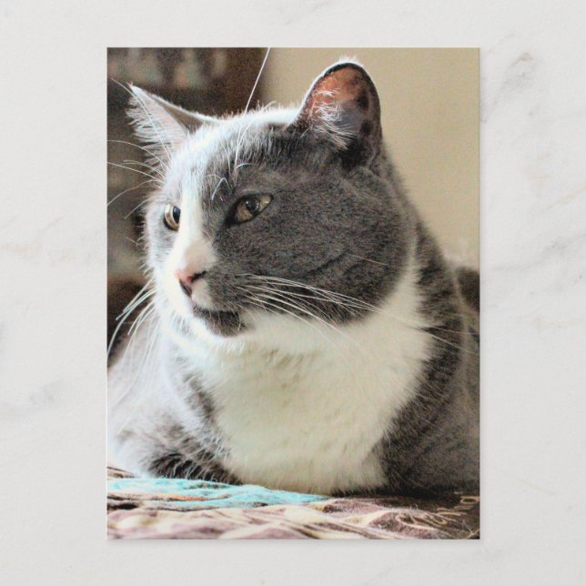 Cartão Postal Gato (Frente)