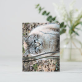 Cartão Postal Gato